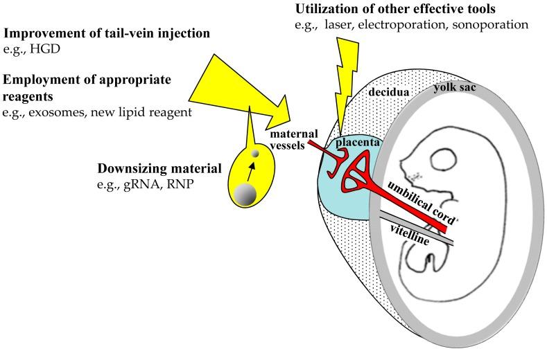 https://cdn.ncbi.nlm.nih.gov/pmc/blobs/83ad/6928727/ff658c69932e/ijms-20-05926-g004.jpg