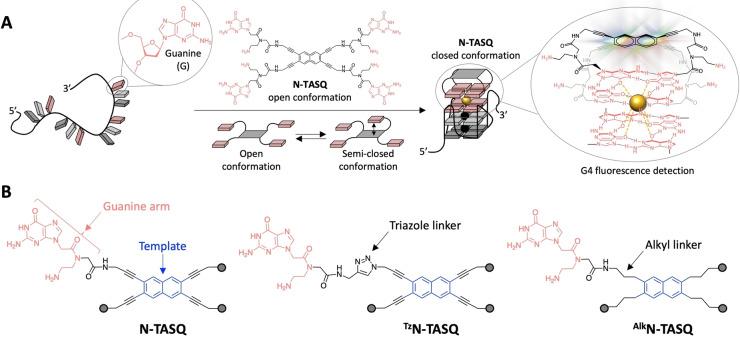 https://cdn.ncbi.nlm.nih.gov/pmc/blobs/83ae/11961149/377b27a07cb0/CMDC-20-e202400829-g004.jpg