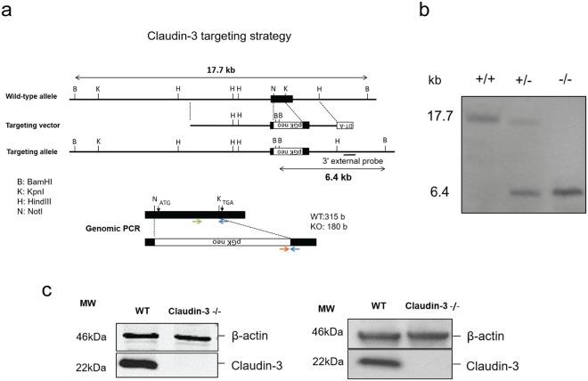https://cdn.ncbi.nlm.nih.gov/pmc/blobs/83af/6338742/9fbea737590b/41598_2018_36731_Fig1_HTML.jpg