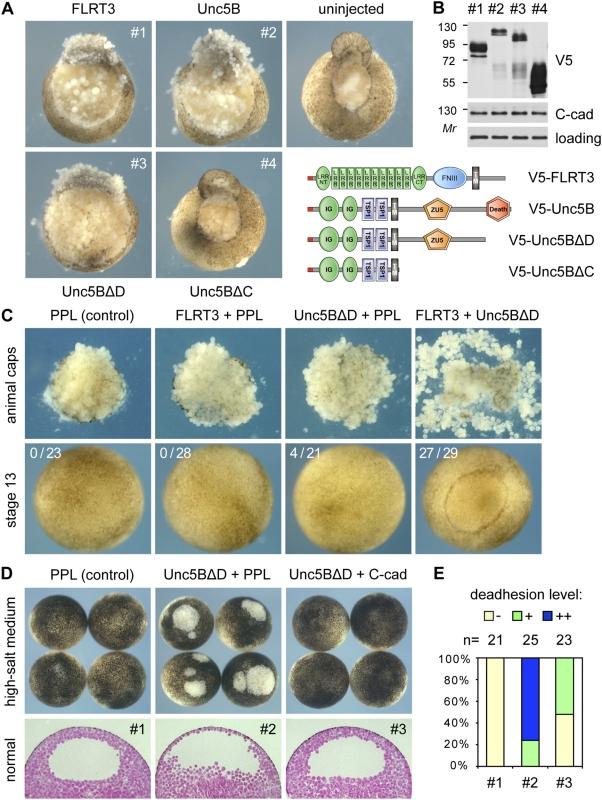 https://cdn.ncbi.nlm.nih.gov/pmc/blobs/83b0/2683942/2f49d16f0f4a/pone.0005742.g002.jpg