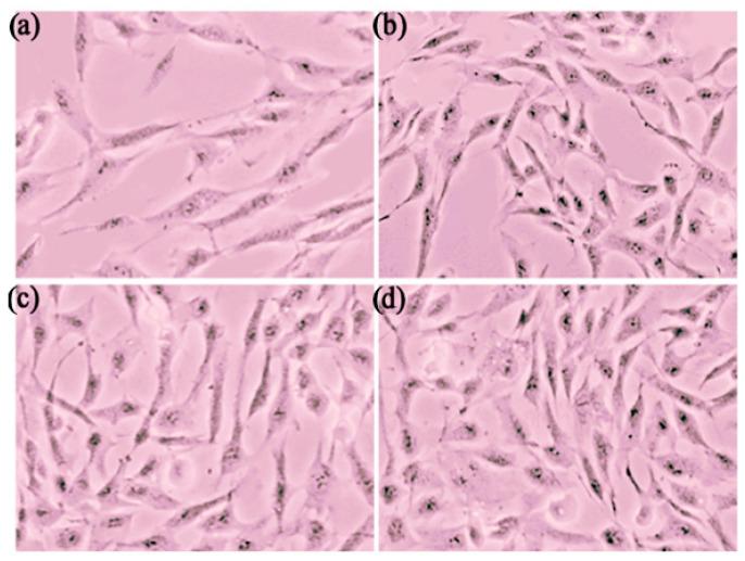 https://cdn.ncbi.nlm.nih.gov/pmc/blobs/83b7/11768106/63b4cd1cd0d8/pharmaceutics-17-00004-g013.jpg