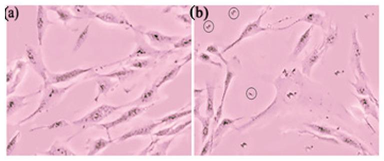 https://cdn.ncbi.nlm.nih.gov/pmc/blobs/83b7/11768106/dea36c5dfb34/pharmaceutics-17-00004-g015.jpg