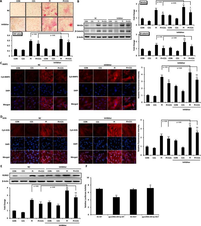 https://cdn.ncbi.nlm.nih.gov/pmc/blobs/83b9/12008085/50e26ba7a04e/18_2025_5703_Fig4_HTML.jpg