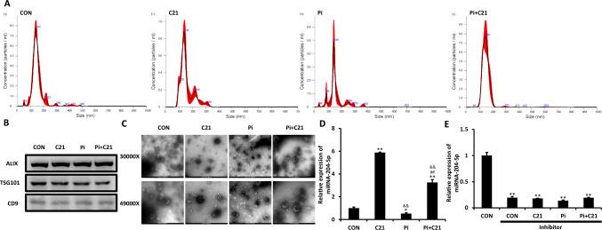 https://cdn.ncbi.nlm.nih.gov/pmc/blobs/83b9/12008085/6ccace6da9ea/18_2025_5703_Fig3_HTML.jpg