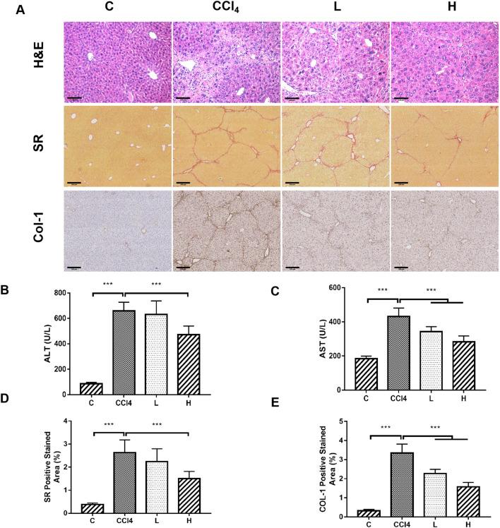 https://cdn.ncbi.nlm.nih.gov/pmc/blobs/83be/12256948/e747923c8e73/fmolb-12-1614341-g001.jpg