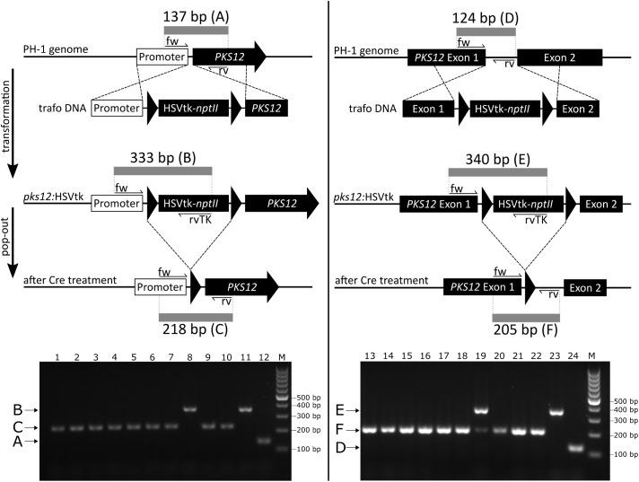 https://cdn.ncbi.nlm.nih.gov/pmc/blobs/83c4/6143793/61631e09f05a/fmicb-09-01954-g005.jpg