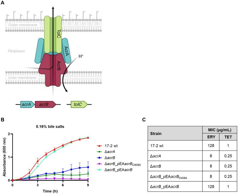 https://cdn.ncbi.nlm.nih.gov/pmc/blobs/83c6/12367648/d3176fc736af/fcimb-15-1633585-g001.jpg