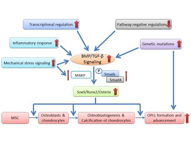 https://cdn.ncbi.nlm.nih.gov/pmc/blobs/83c8/5614322/b99f4009ed3b/ad-8-5-570-g2.jpg