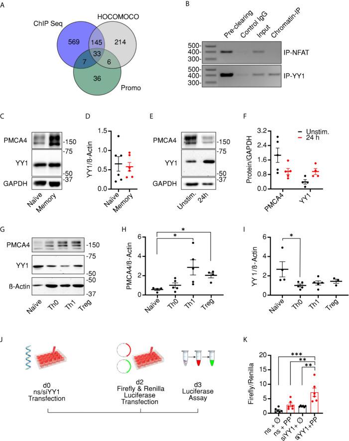 https://cdn.ncbi.nlm.nih.gov/pmc/blobs/83c9/8175910/49ddb338c71d/fimmu-12-687242-g006.jpg
