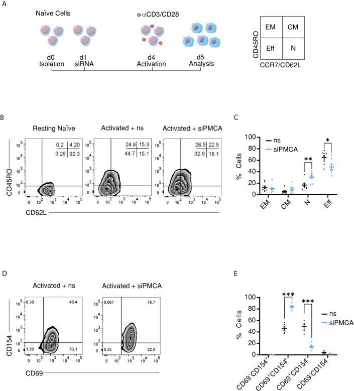 https://cdn.ncbi.nlm.nih.gov/pmc/blobs/83c9/8175910/85de7549ad86/fimmu-12-687242-g005.jpg