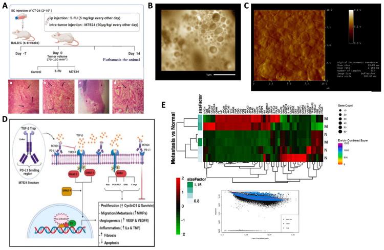 https://cdn.ncbi.nlm.nih.gov/pmc/blobs/83d2/11429494/19124ad545d7/biomedicines-12-02002-g004.jpg