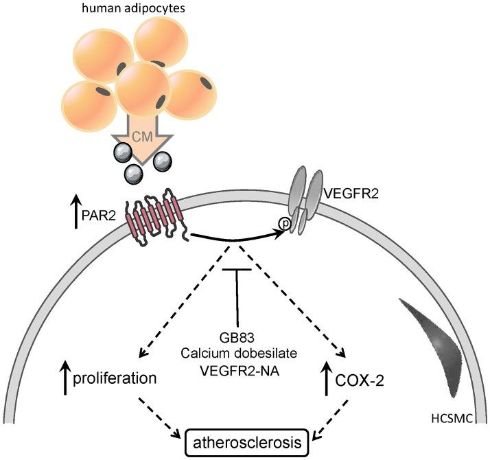 https://cdn.ncbi.nlm.nih.gov/pmc/blobs/83d3/5209375/9b2eaad55623/fphar-07-00497-g0006.jpg