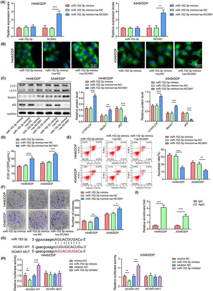 https://cdn.ncbi.nlm.nih.gov/pmc/blobs/83d6/10236622/0b3b43ce72a9/CAS-114-2650-g002.jpg