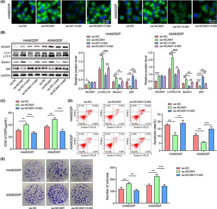 https://cdn.ncbi.nlm.nih.gov/pmc/blobs/83d6/10236622/5bebd89d5e9b/CAS-114-2650-g003.jpg