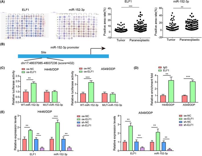 https://cdn.ncbi.nlm.nih.gov/pmc/blobs/83d6/10236622/63c5eeb865b6/CAS-114-2650-g007.jpg