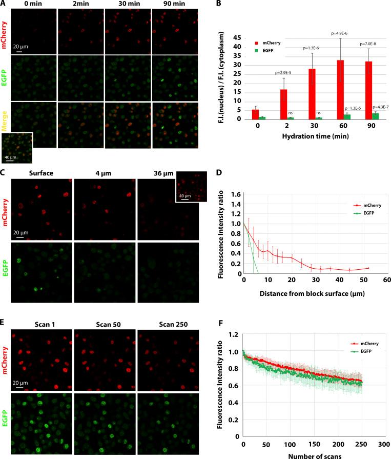 https://cdn.ncbi.nlm.nih.gov/pmc/blobs/83d7/8225610/bf91c0336c9e/JCB_202104069_Fig2.jpg