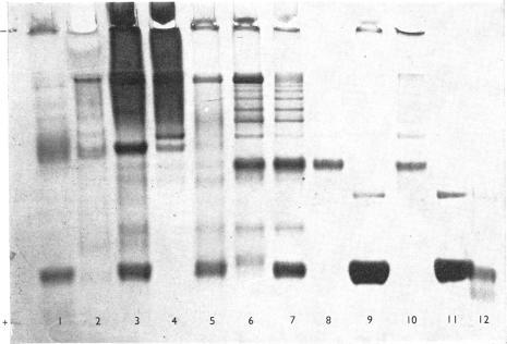 https://cdn.ncbi.nlm.nih.gov/pmc/blobs/83e0/1163854/c5d7e7621c87/biochemj00530-0033-a.jpg