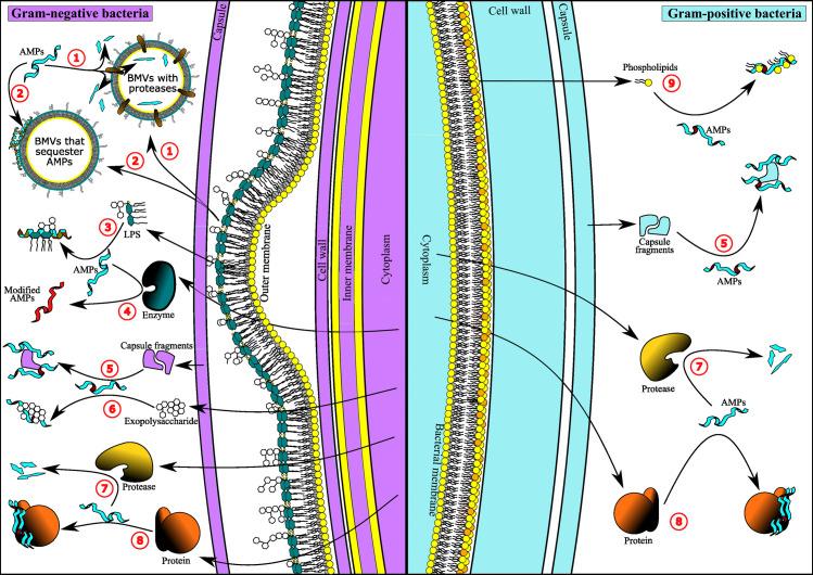 https://cdn.ncbi.nlm.nih.gov/pmc/blobs/83e1/12369334/5a800e5b8a49/jb.00166-25.f001.jpg