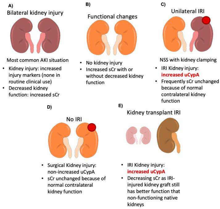 https://cdn.ncbi.nlm.nih.gov/pmc/blobs/83e3/7924181/103899c61b88/biomedicines-09-00217-g009.jpg