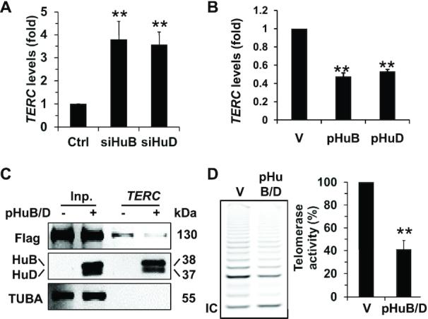 https://cdn.ncbi.nlm.nih.gov/pmc/blobs/83e5/7969021/23e2c3fe21ba/gkab062fig6.jpg