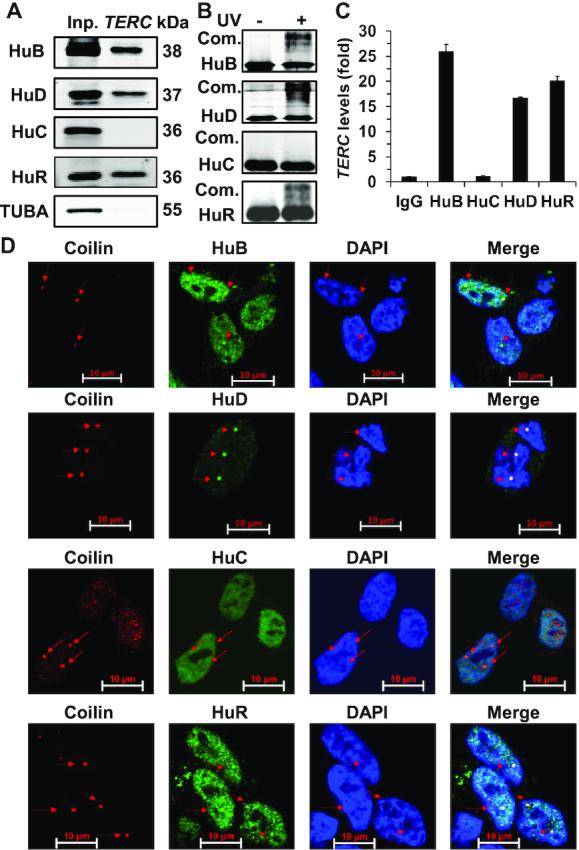 https://cdn.ncbi.nlm.nih.gov/pmc/blobs/83e5/7969021/2f7f33489d1e/gkab062fig1.jpg