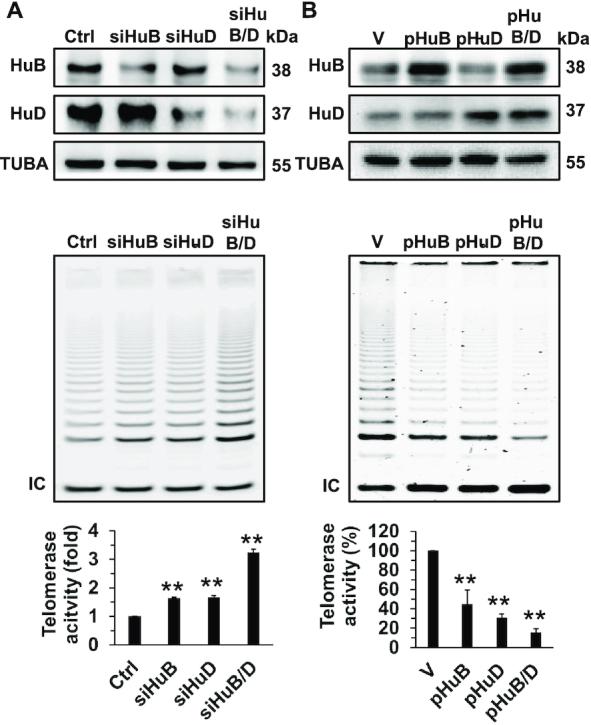 https://cdn.ncbi.nlm.nih.gov/pmc/blobs/83e5/7969021/bd571a788ff9/gkab062fig4.jpg