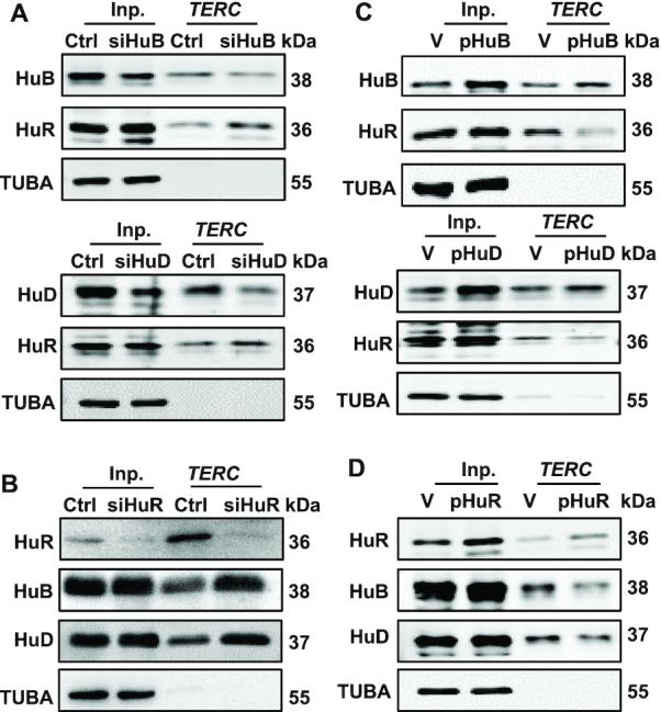 https://cdn.ncbi.nlm.nih.gov/pmc/blobs/83e5/7969021/ce061183d4d2/gkab062fig3.jpg