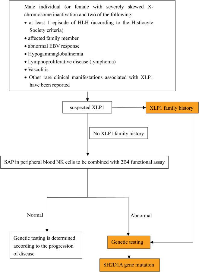 https://cdn.ncbi.nlm.nih.gov/pmc/blobs/83e8/12198186/5dbc72c0284f/fimmu-16-1620327-g003.jpg