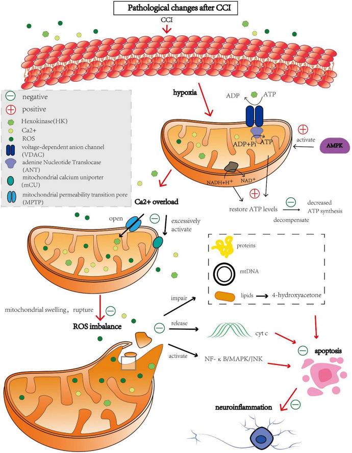 https://cdn.ncbi.nlm.nih.gov/pmc/blobs/83e9/10434995/bcb16e35c9ad/fnagi-15-1224633-g001.jpg