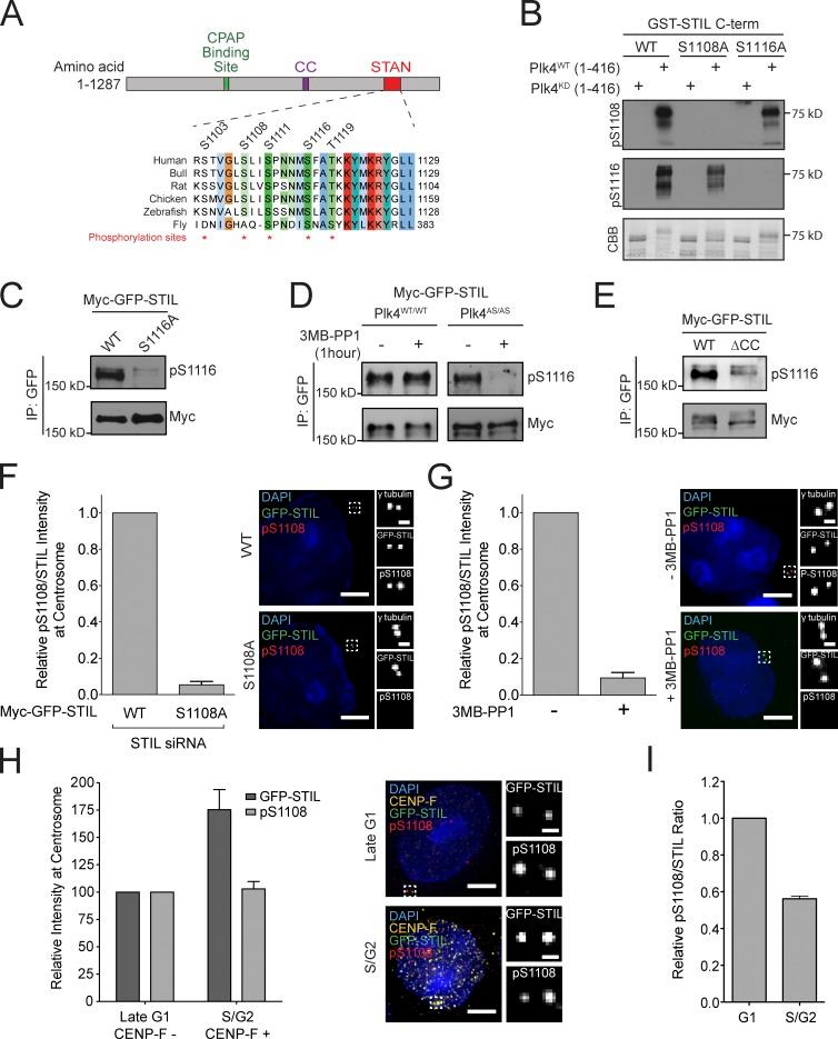 https://cdn.ncbi.nlm.nih.gov/pmc/blobs/83e9/4477857/86bbcb417180/JCB_201502088_Fig3.jpg