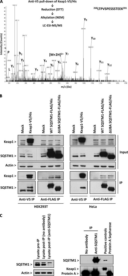 https://cdn.ncbi.nlm.nih.gov/pmc/blobs/83ec/2878012/602f435ff9db/zbc0261019660001.jpg