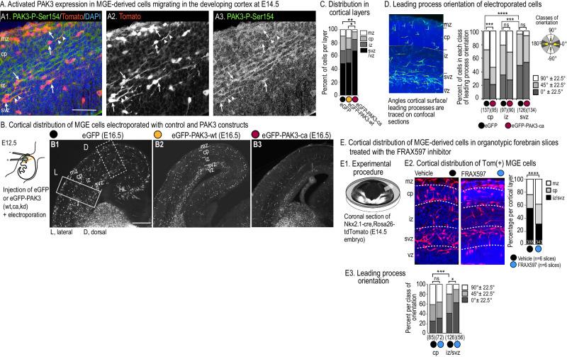 https://cdn.ncbi.nlm.nih.gov/pmc/blobs/83ef/11412908/305131668790/41380_2024_2483_Fig5_HTML.jpg