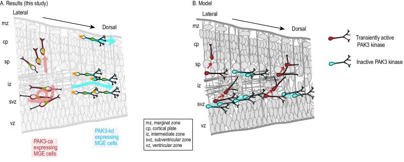 https://cdn.ncbi.nlm.nih.gov/pmc/blobs/83ef/11412908/dbe0025e95eb/41380_2024_2483_Fig6_HTML.jpg