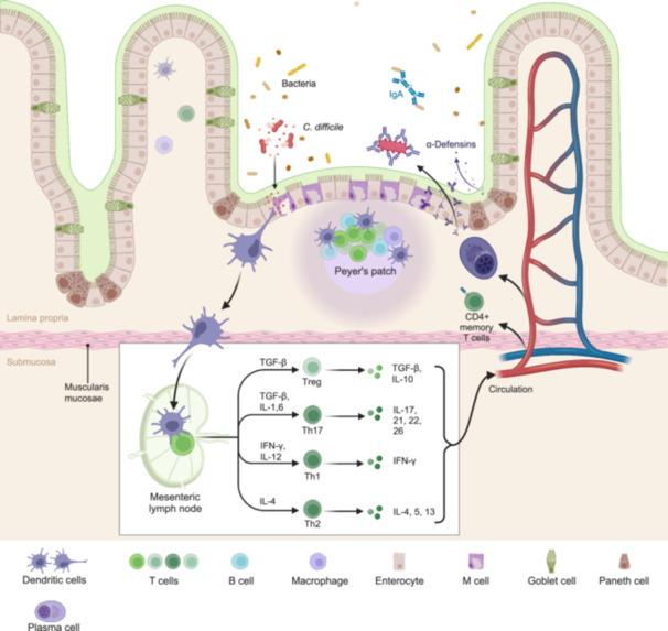 https://cdn.ncbi.nlm.nih.gov/pmc/blobs/83f2/11183162/734f439ec1a6/IMT2-3-e200-g005.jpg