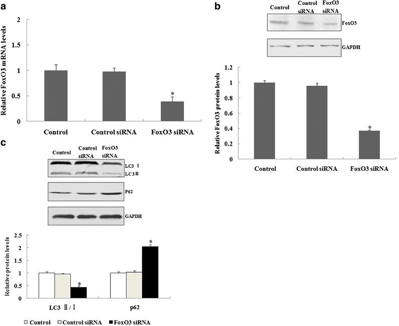 https://cdn.ncbi.nlm.nih.gov/pmc/blobs/83f3/7101993/af69c83af525/10753_2017_537_Fig4_HTML.jpg