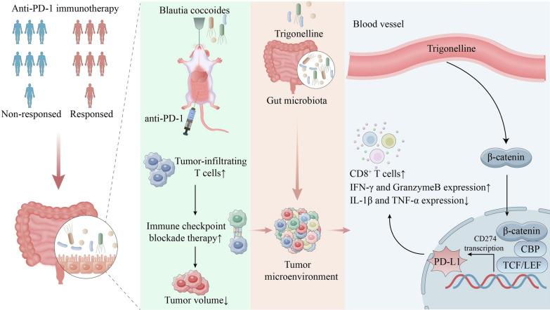 https://cdn.ncbi.nlm.nih.gov/pmc/blobs/83f4/11515615/2538a8a1d9dd/12967_2024_5762_Fig7_HTML.jpg