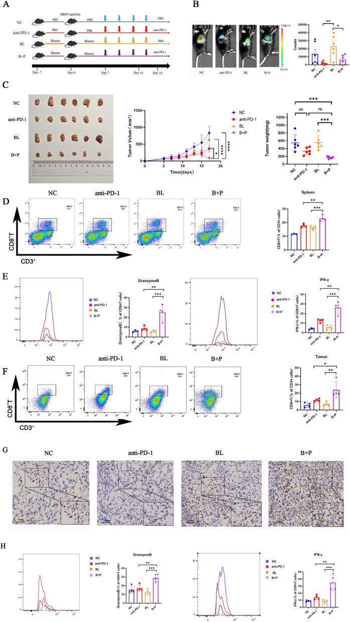 https://cdn.ncbi.nlm.nih.gov/pmc/blobs/83f4/11515615/973dbf0fcfed/12967_2024_5762_Fig2_HTML.jpg