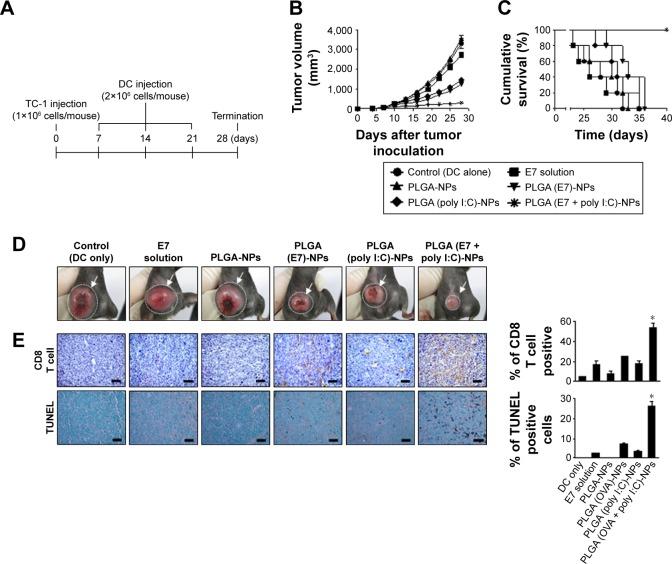 https://cdn.ncbi.nlm.nih.gov/pmc/blobs/83f8/5098754/479d8002cbc2/ijn-11-5729Fig8.jpg