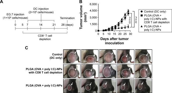 https://cdn.ncbi.nlm.nih.gov/pmc/blobs/83f8/5098754/5199a17b93a0/ijn-11-5729Fig9.jpg