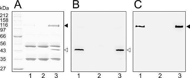 https://cdn.ncbi.nlm.nih.gov/pmc/blobs/83fc/2784873/5e6e2db9053a/mmi0074-0541-f2.jpg