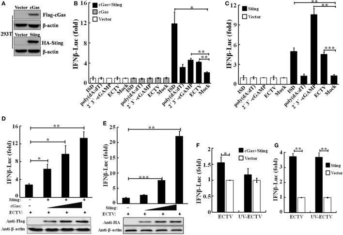 https://cdn.ncbi.nlm.nih.gov/pmc/blobs/83fe/6010520/386876a6fbf5/fimmu-09-01297-g001.jpg