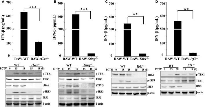 https://cdn.ncbi.nlm.nih.gov/pmc/blobs/83fe/6010520/4ef8e53a0381/fimmu-09-01297-g004.jpg