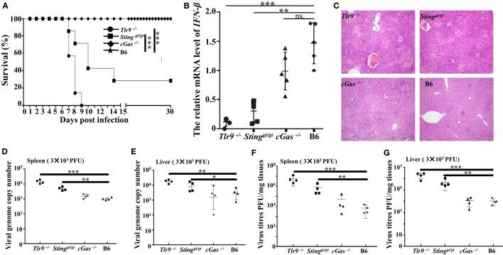 https://cdn.ncbi.nlm.nih.gov/pmc/blobs/83fe/6010520/e221967464f7/fimmu-09-01297-g007.jpg
