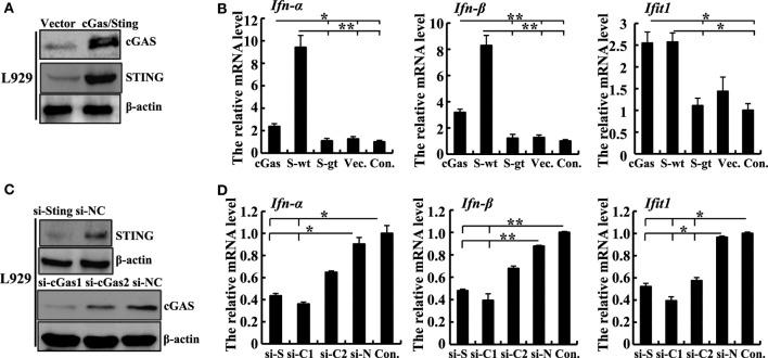https://cdn.ncbi.nlm.nih.gov/pmc/blobs/83fe/6010520/f3784f21c8e6/fimmu-09-01297-g002.jpg