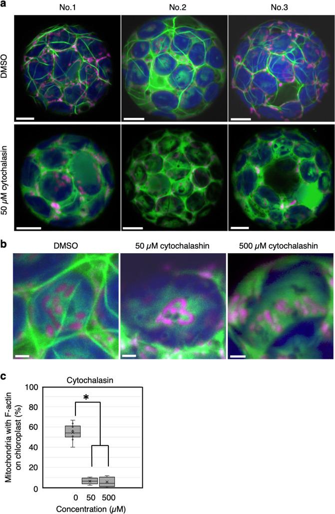 https://cdn.ncbi.nlm.nih.gov/pmc/blobs/8401/7935954/ebb8f4199815/42003_2021_1833_Fig5_HTML.jpg