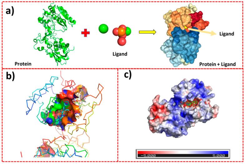 https://cdn.ncbi.nlm.nih.gov/pmc/blobs/8402/11817106/6395f840b31f/ijms-26-01095-g009.jpg