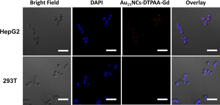 https://cdn.ncbi.nlm.nih.gov/pmc/blobs/8402/6969685/2254908a16d8/IJN-15-227-g0007.jpg