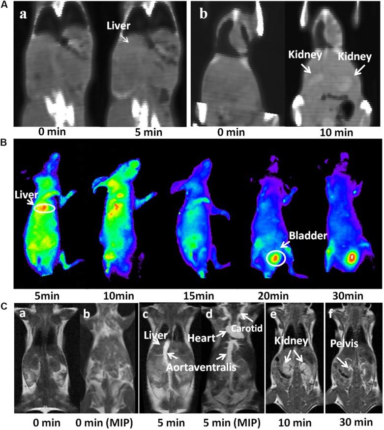 https://cdn.ncbi.nlm.nih.gov/pmc/blobs/8402/6969685/90a350670c7a/IJN-15-227-g0008.jpg