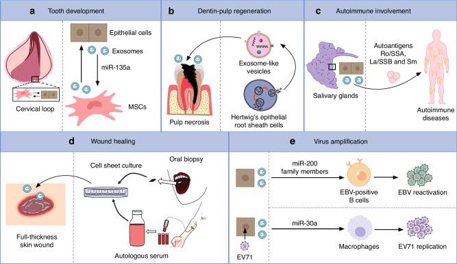 https://cdn.ncbi.nlm.nih.gov/pmc/blobs/8403/11791077/2ec2cf8b5c75/41368_2024_341_Fig3_HTML.jpg