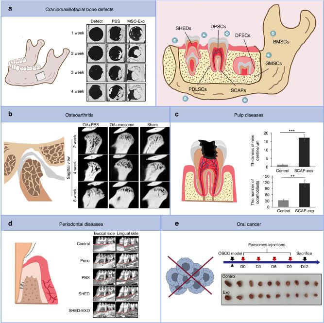 https://cdn.ncbi.nlm.nih.gov/pmc/blobs/8403/11791077/44821948ef86/41368_2024_341_Fig6_HTML.jpg